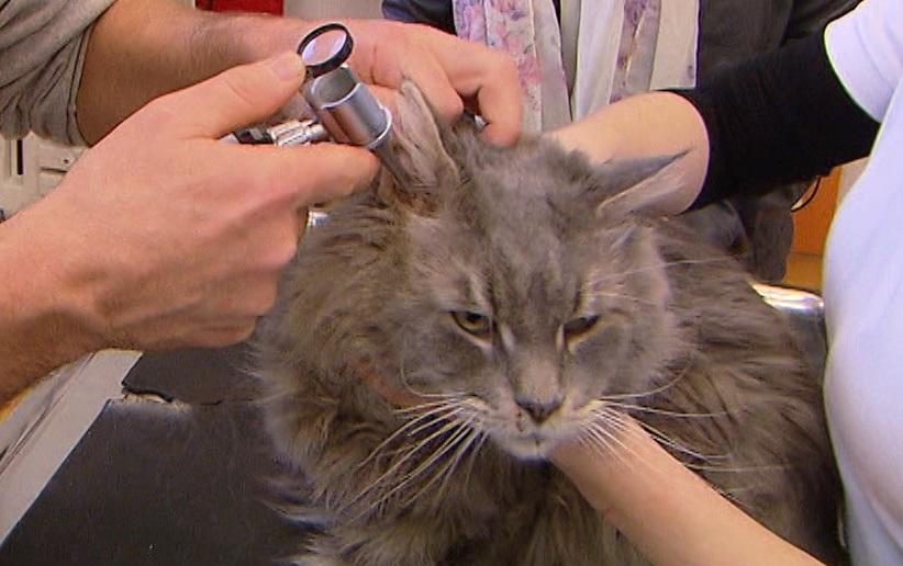 hundkatzemaus Parasitzengalerie hundkatzemaus Parasitzengalerie