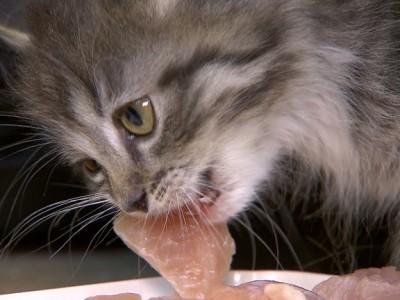 hundkatzemaus Parasitzengalerie hundkatzemaus Parasitzengalerie