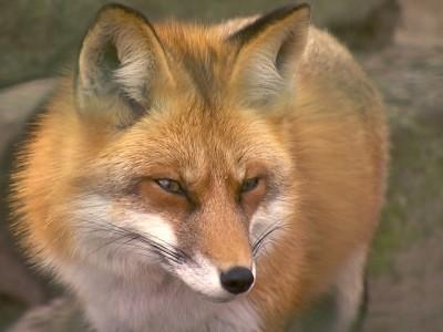 hundkatzemaus Füchse in Berlin hundkatzemaus Füchse in Berlin