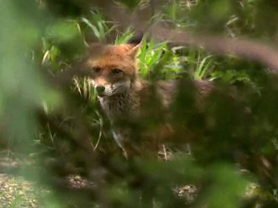 hundkatzemaus Füchse in Berlin hundkatzemaus Füchse in Berlin