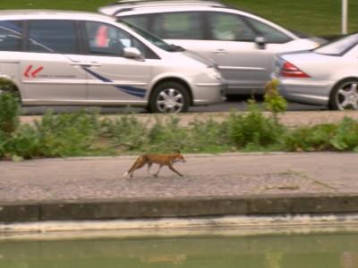 hundkatzemaus Füchse in Berlin hundkatzemaus Füchse in Berlin