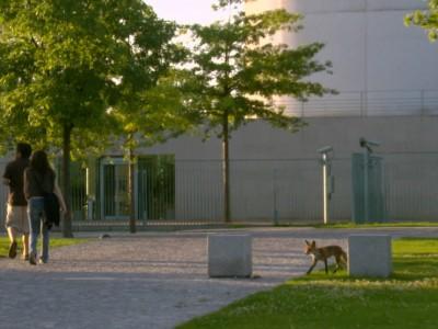 hundkatzemaus Füchse in Berlin hundkatzemaus Füchse in Berlin
