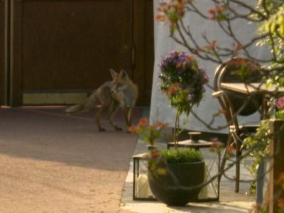 hundkatzemaus Füchse in Berlin hundkatzemaus Füchse in Berlin