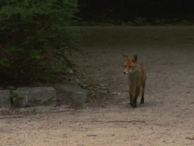 hundkatzemaus Füchse in Berlin hundkatzemaus Füchse in Berlin