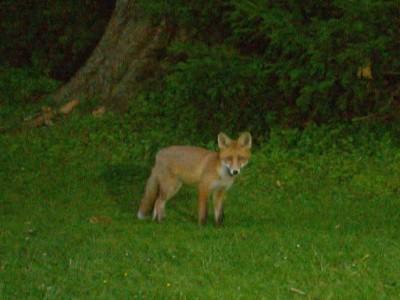 hundkatzemaus Füchse in Berlin hundkatzemaus Füchse in Berlin