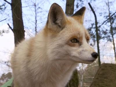 hundkatzemaus Füchse in Berlin hundkatzemaus Füchse in Berlin