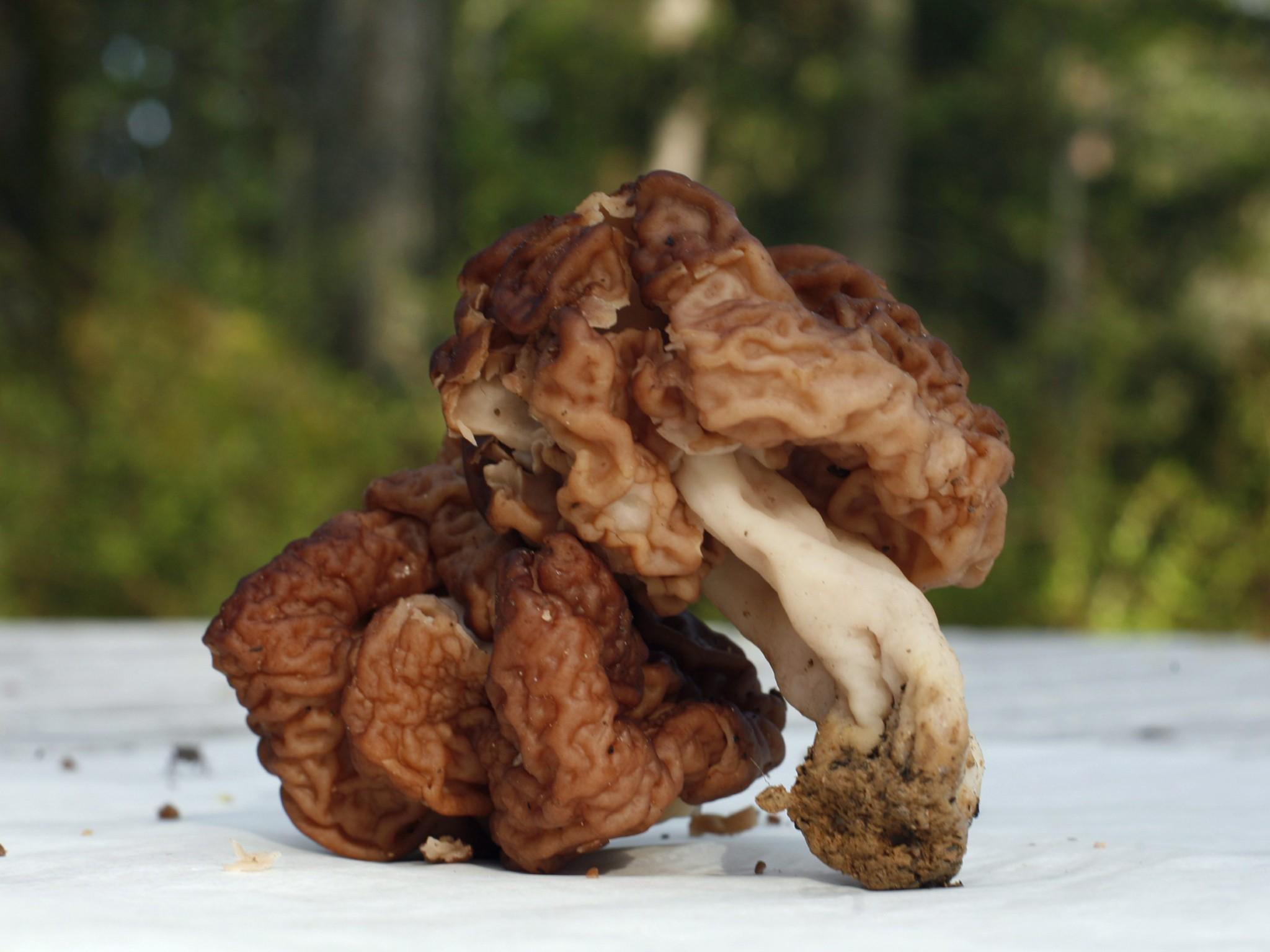 Pilze und Doppelgänger Pilze und Doppelgänger