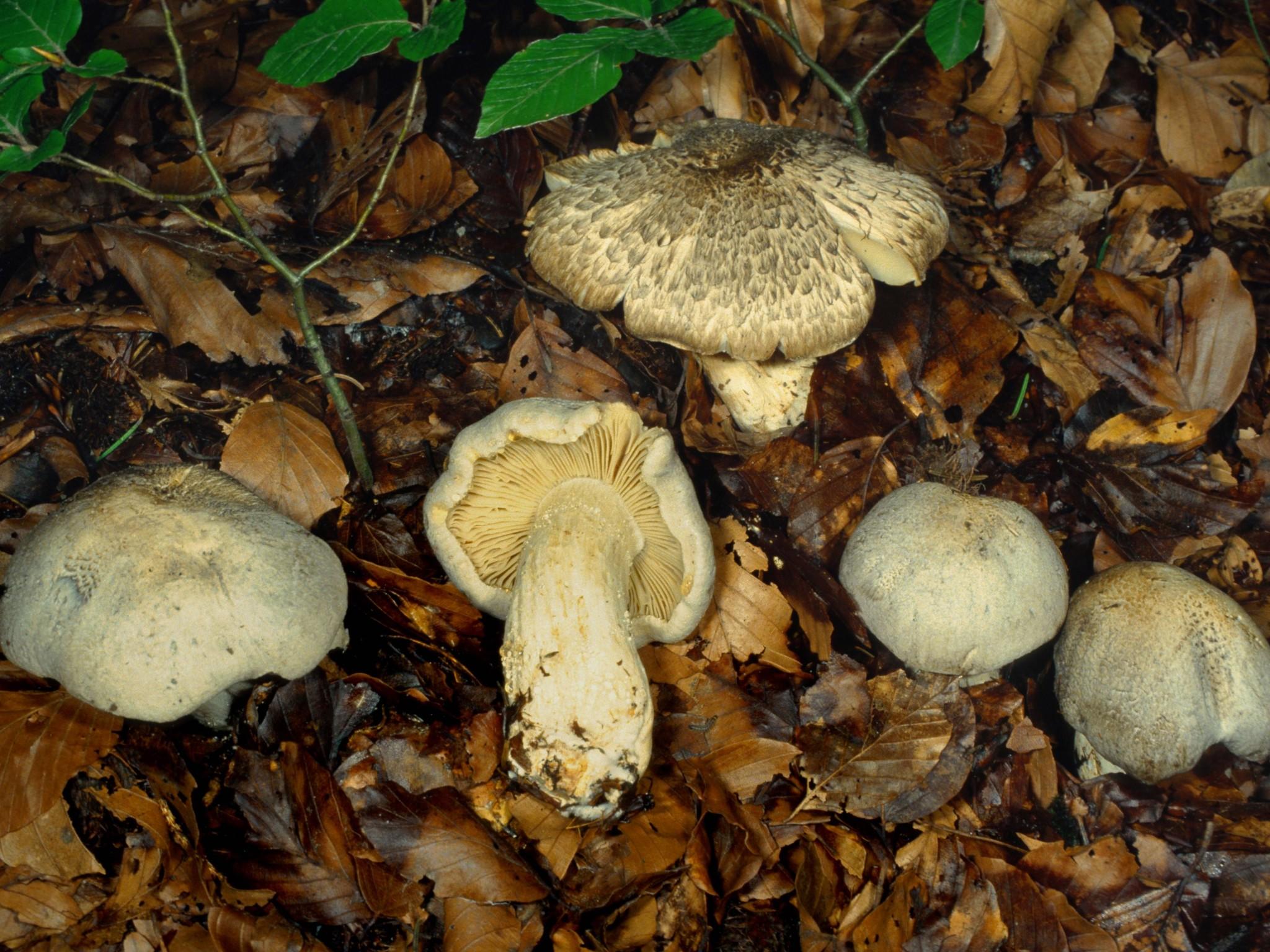 Pilze und Doppelgänger Pilze und Doppelgänger