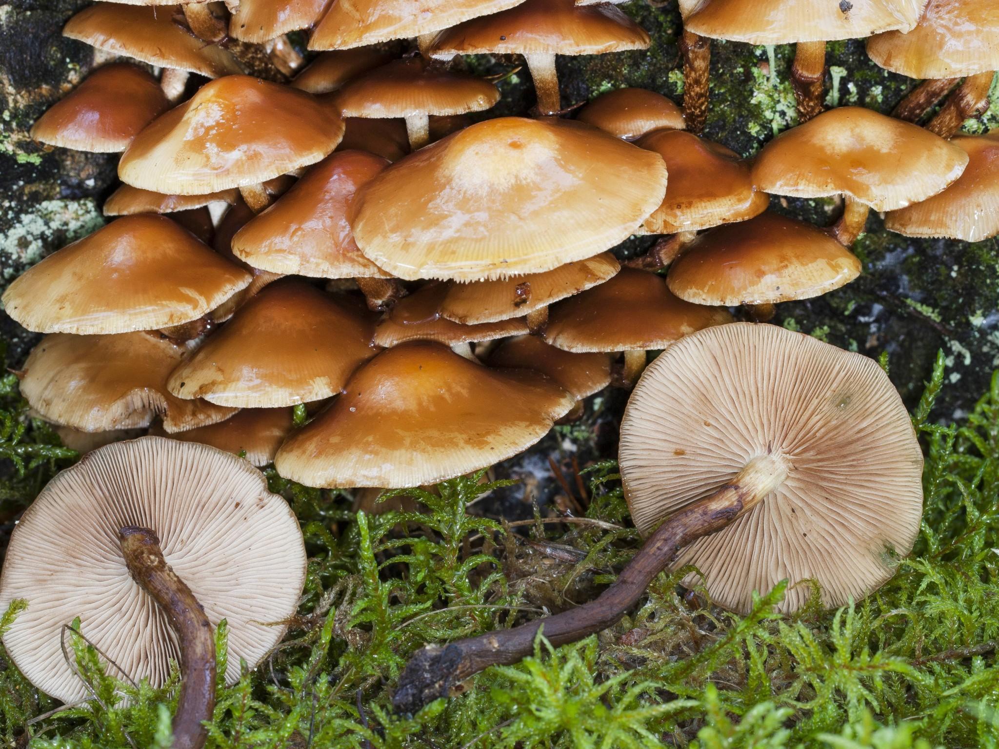 Pilze und Doppelgänger Pilze und Doppelgänger