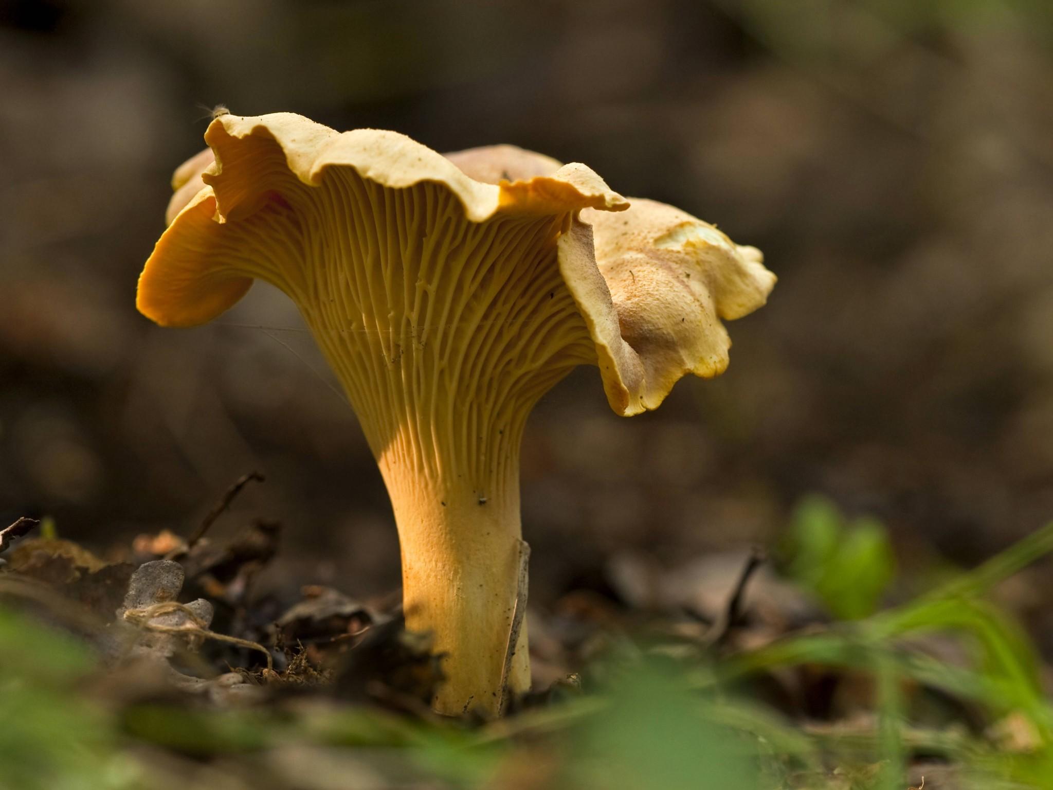 Pilze und Doppelgänger Pilze und Doppelgänger
