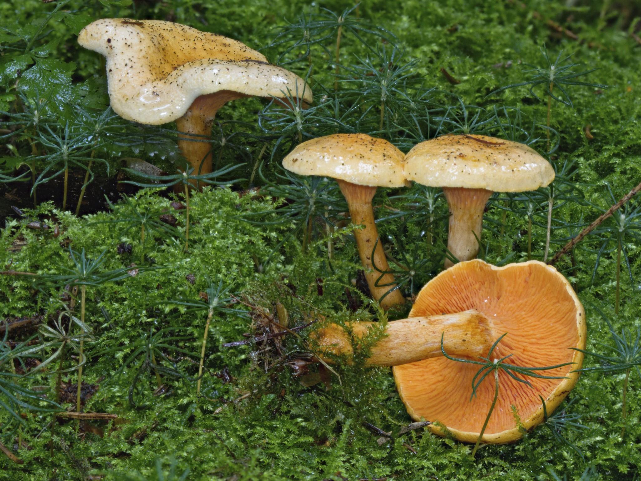 Pilze und Doppelgänger Pilze und Doppelgänger