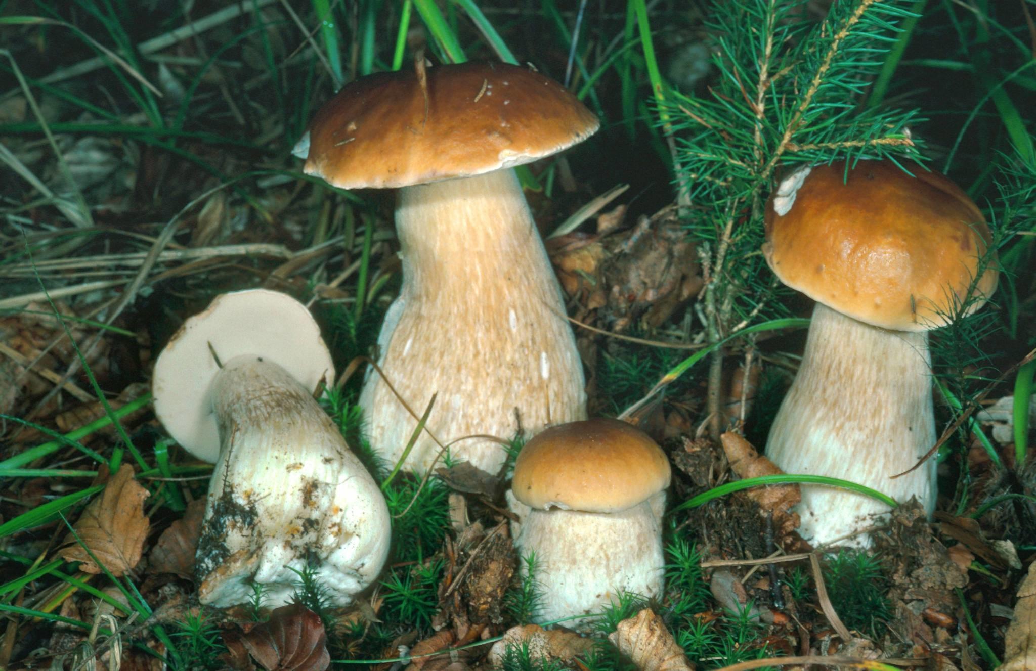 Pilze und Doppelgänger Pilze und Doppelgänger