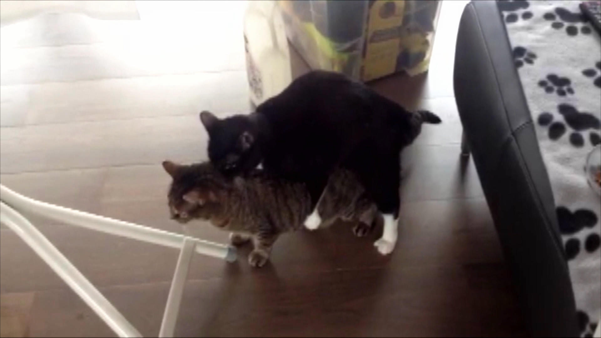 3 Engel für Tiere Was wurde aus 3 Engel für Tiere Was wurde aus