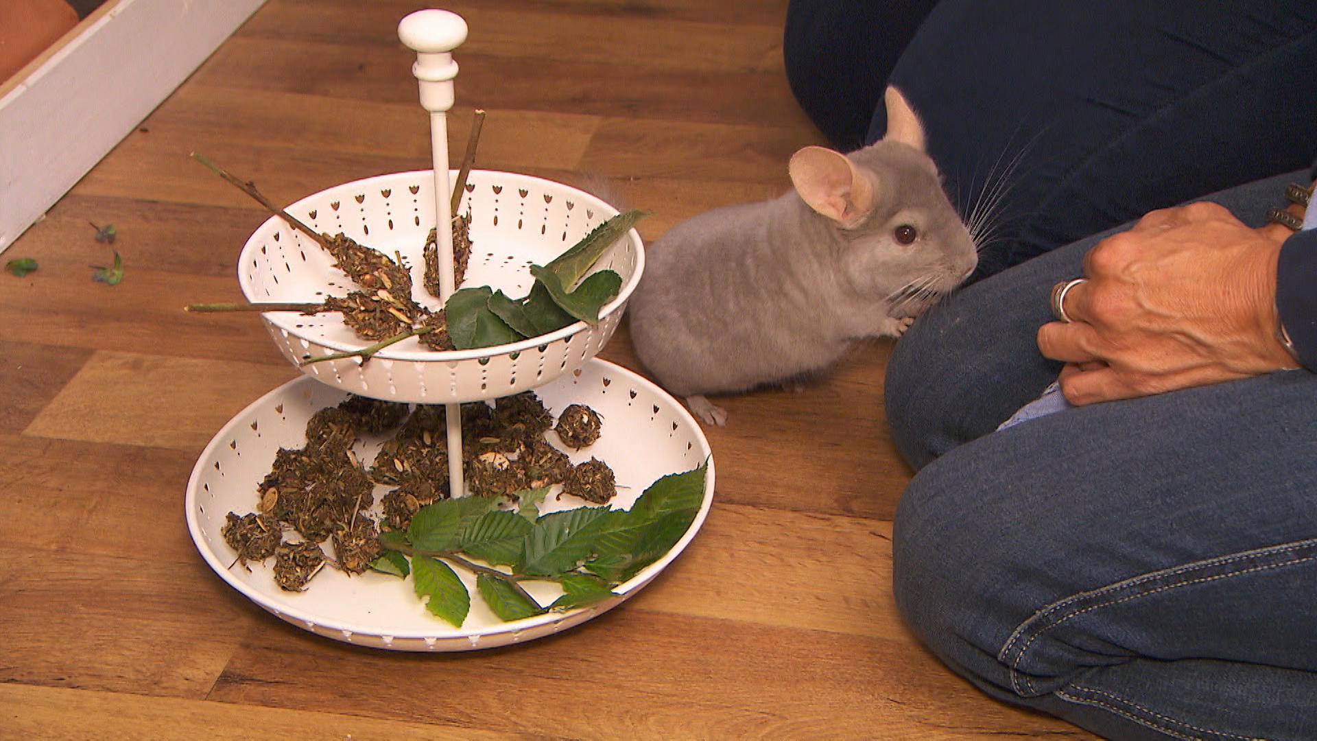 Chinchilla-Kekse Chinchilla-Kekse