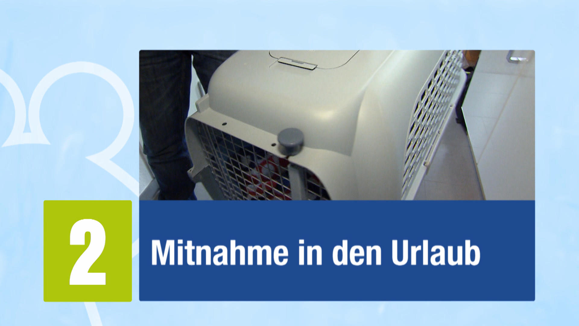 Katze im Urlaub Katze im Urlaub
