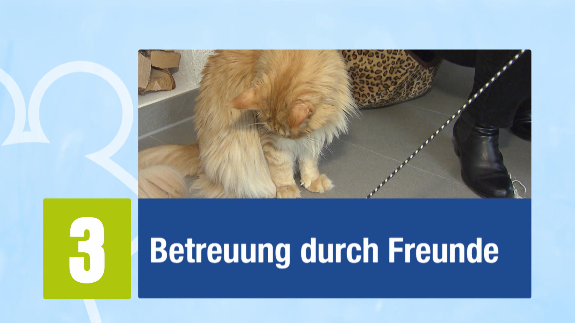 Katze im Urlaub Katze im Urlaub