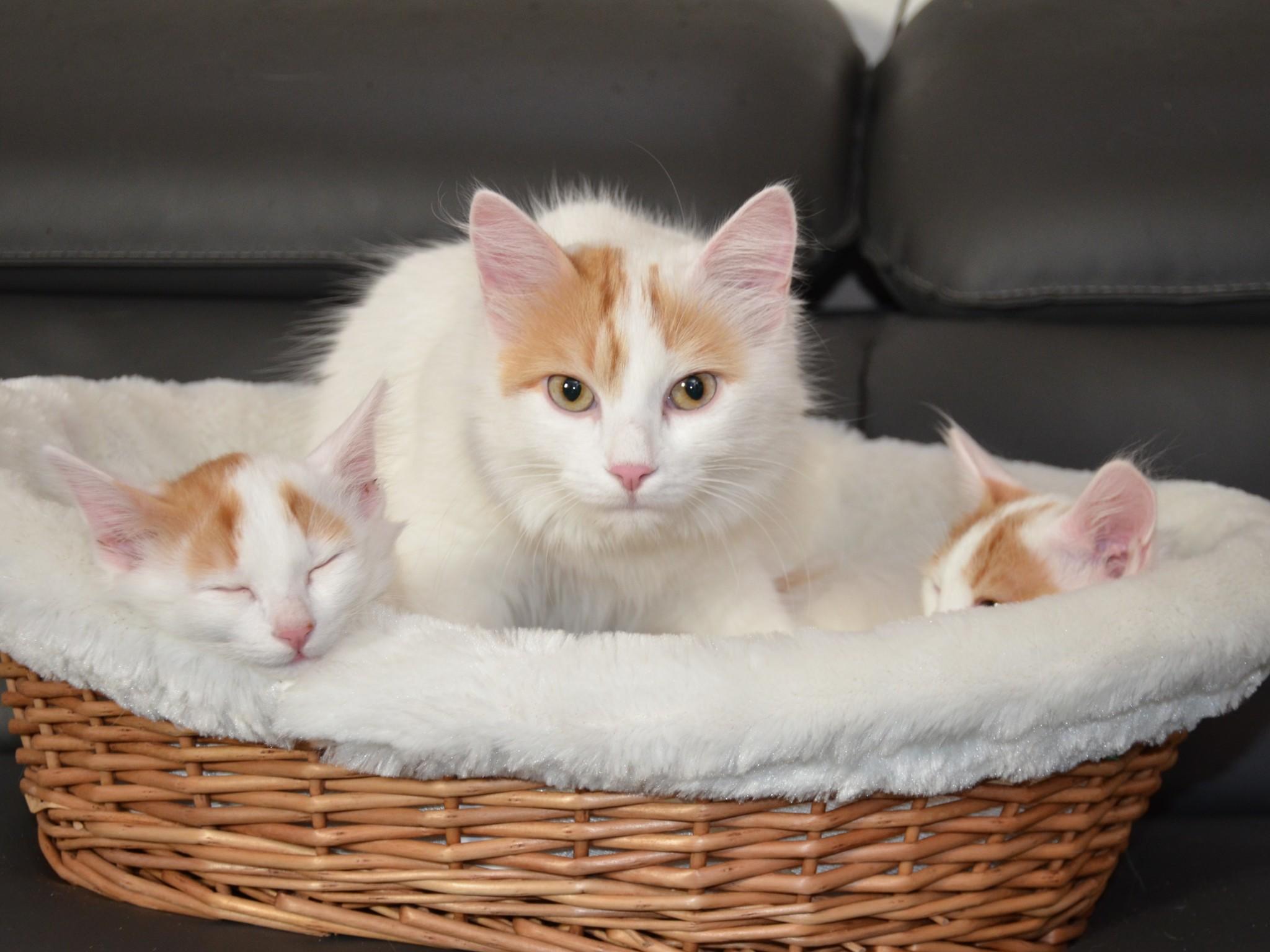 Das perfekte TierfotoVO Das perfekte TierfotoVO