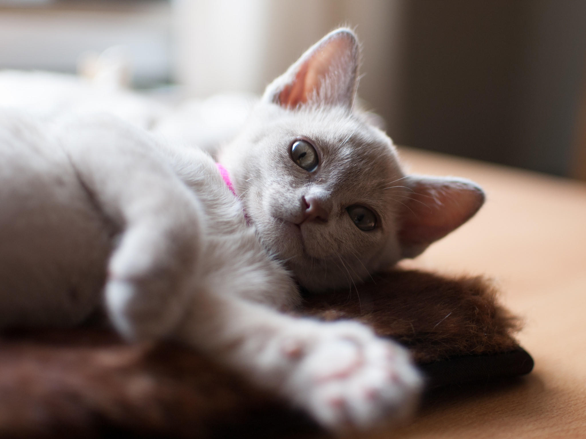 Das perfekte TierfotoVO Das perfekte TierfotoVO