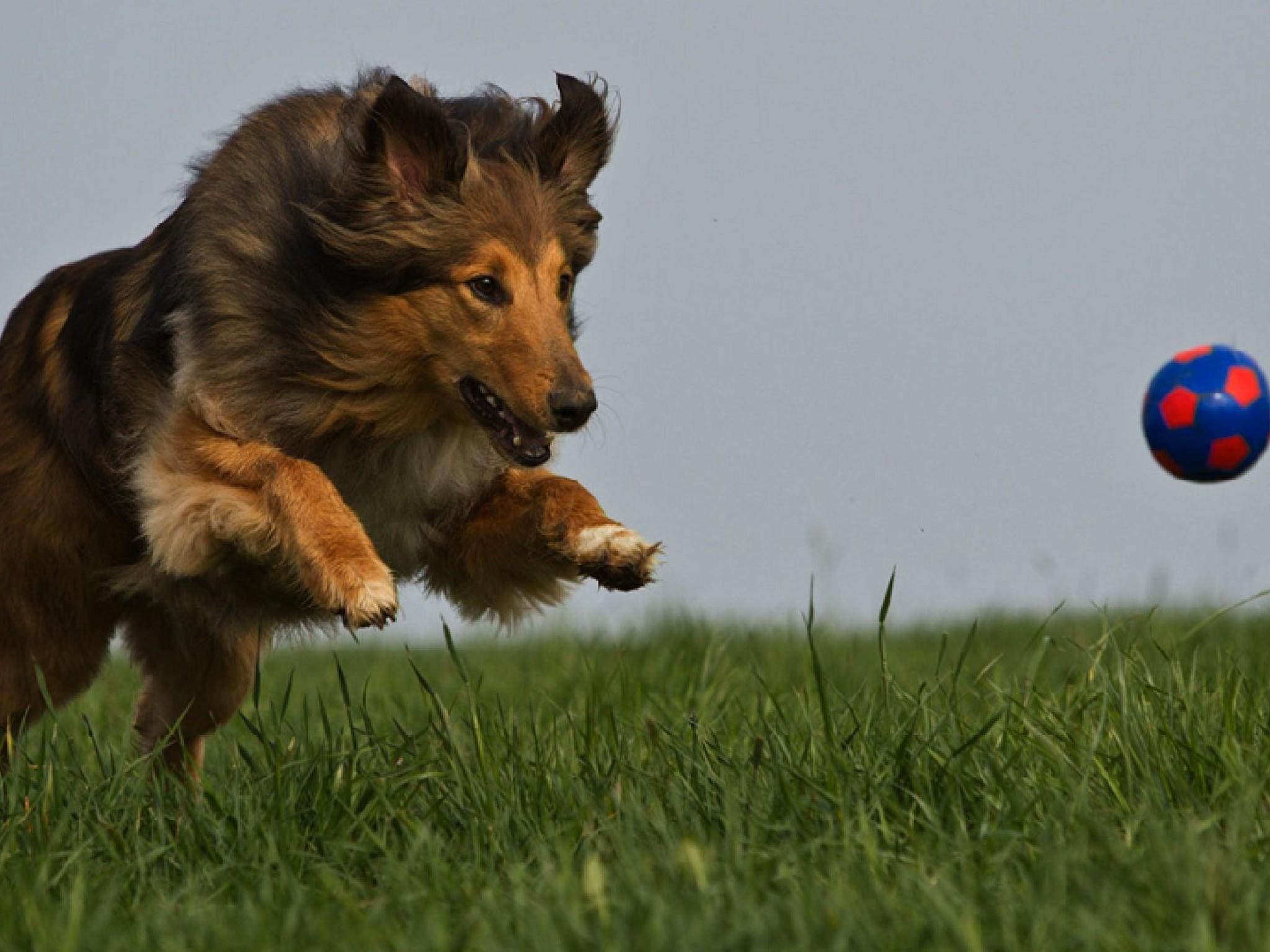 Das perfekte TierfotoVO Das perfekte TierfotoVO