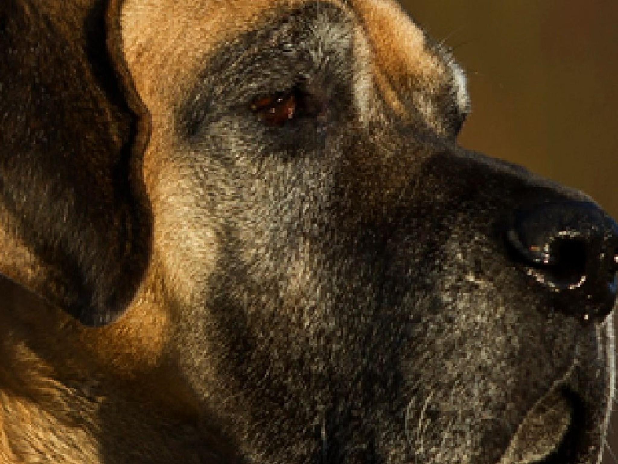 Das perfekte TierfotoVO Das perfekte TierfotoVO