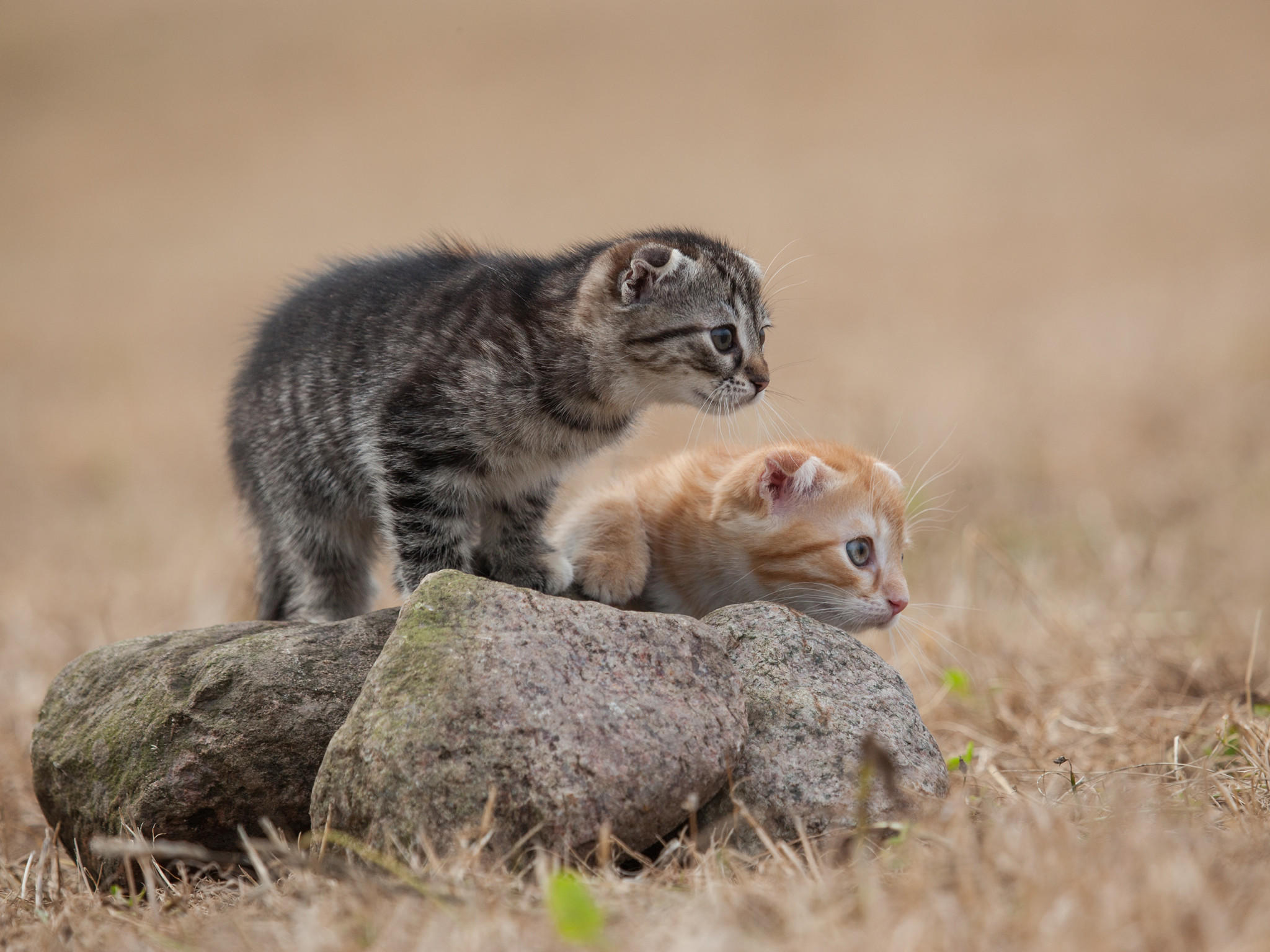 Das perfekte TierfotoVO Das perfekte TierfotoVO