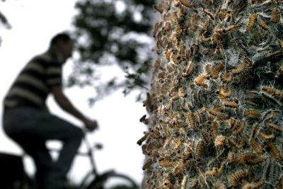 Was genau sind das für Raupen? Was genau sind das für Raupen?