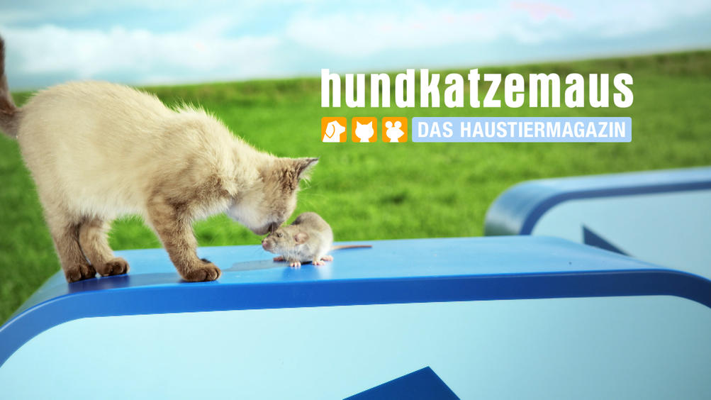 Hundkatzemaus Hundkatzemaus
