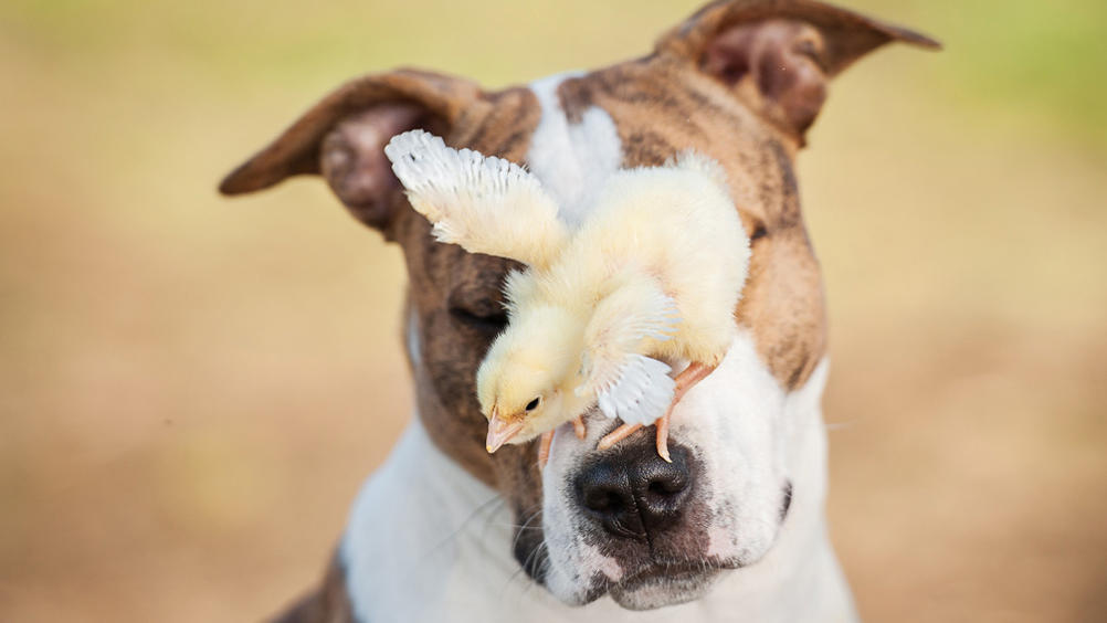 Tierisch beste Freunde Tierisch beste Freunde