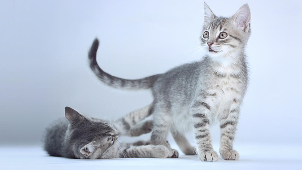 Die Katzen-Kita Die Katzen-Kita