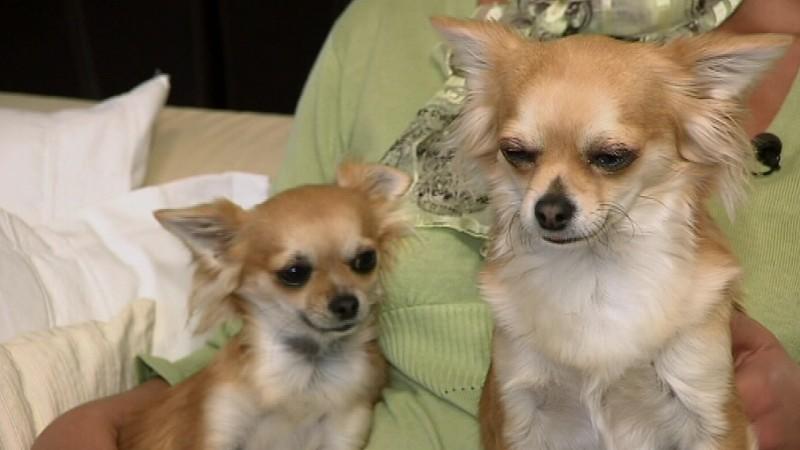 Der Hundeprofi Der Hundeprofi