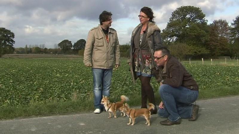 Der Hundeprofi Der Hundeprofi