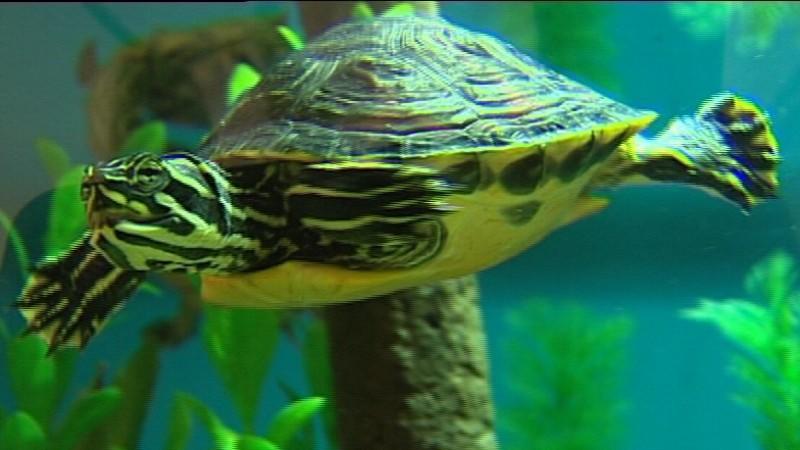 Wasserschildkröten Wasserschildkröten