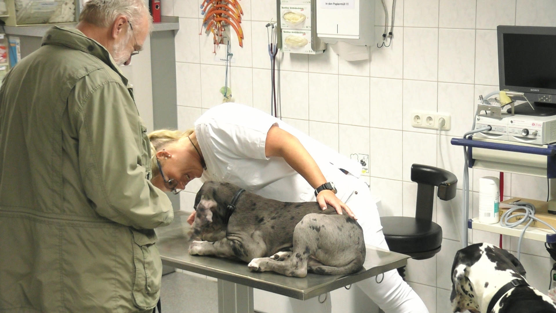 hundkatzemaus: Doggenwelpe Pepe bekommt seine erste Impfung Uta Rönneburg
