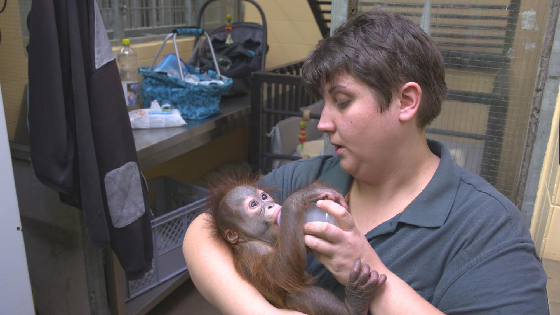 Tierbabys - süß und wild! Tierpflegerin Eva Ravagni arbeitet seit 12 Jahren in Krefeld und hat mit über 20 Handaufzuchten die nötige Erfahrung, um sich als Ziehmama um "Hujan" zu kümmern.