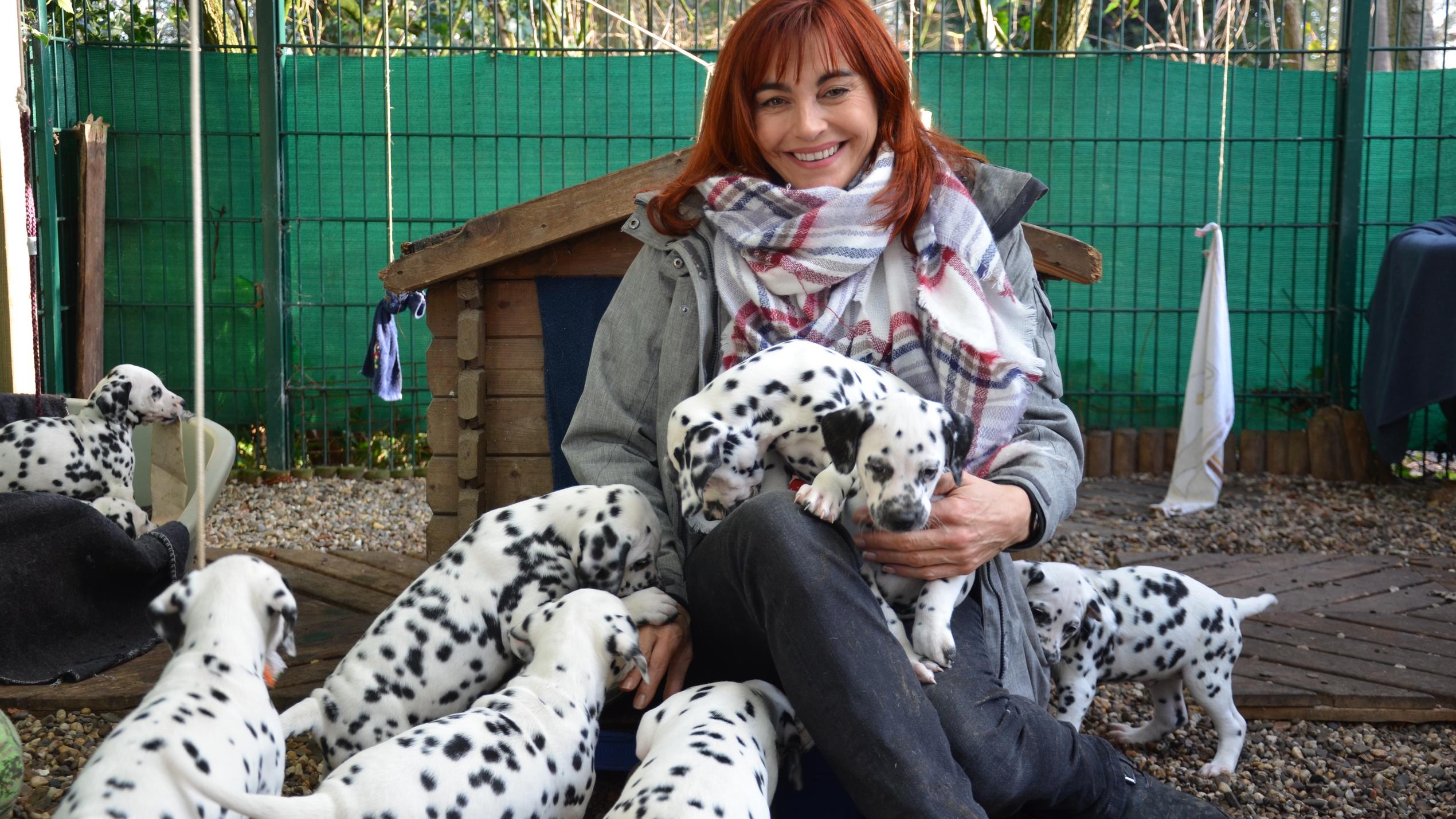 hundkatzemaus: Dalmatiner im Rasseportrait Diana Eichhorn mit zuckersüßen Dalmatiner-Welpen.