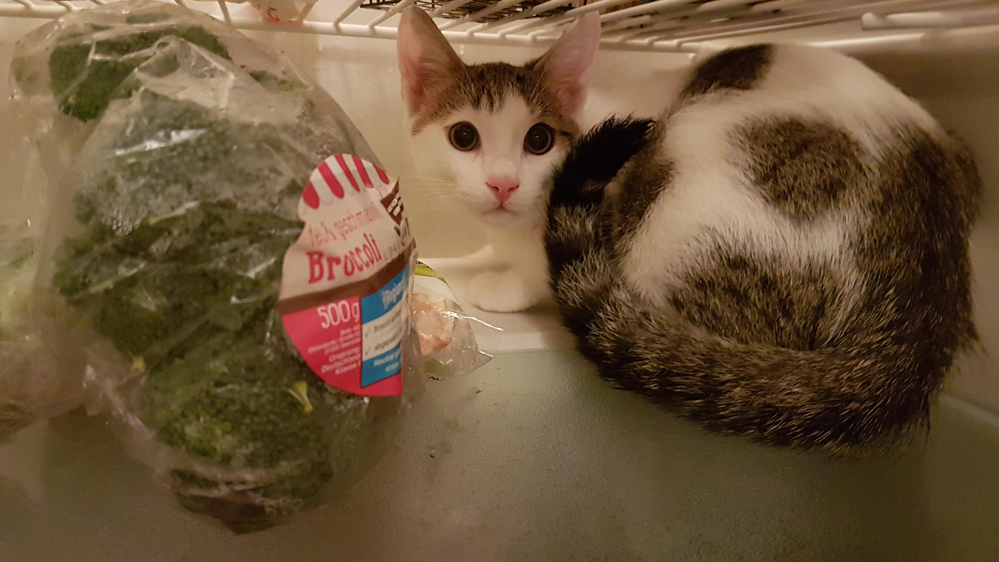 hundkatzemaus: Kater Mio ist ein Fall für Birga Dexel Kater Mio