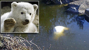 Kult-Eisbär Knut ist tot Knut ist tot: Zoobesucher berichten, der Eisbär kippte auf einmal ins Wasser und rührte sich nicht mehr.