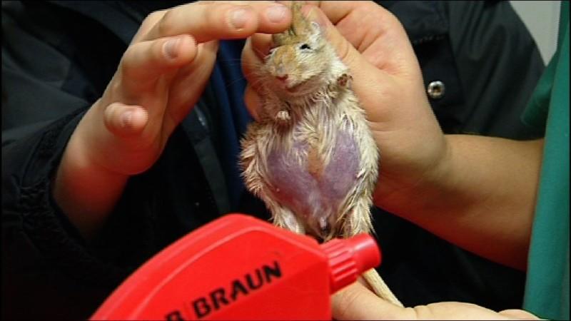 Tierklinik Isernhagen Tierklinik Isernhagen