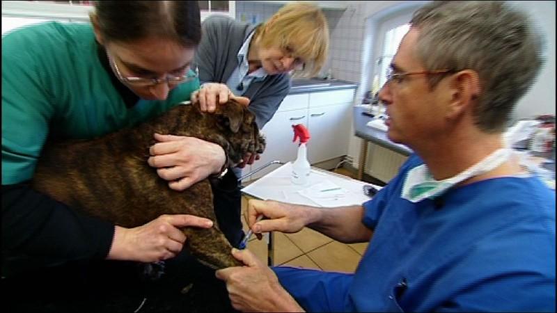 Tierklinik Isernhagen Tierklinik Isernhagen