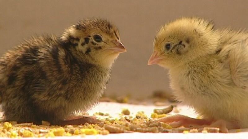 Kleine Wachteln ganz groß Kleine Wachteln ganz groß