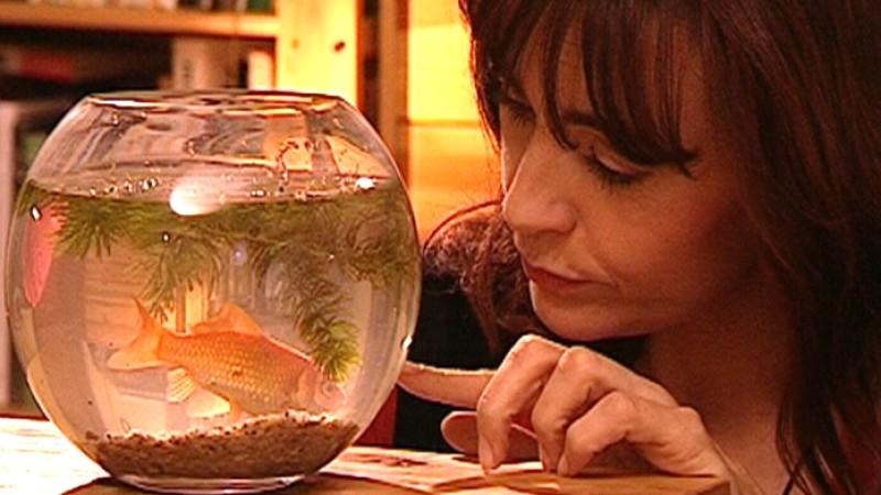 Öko-Goldfische Öko-Goldfische