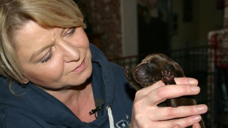 Ausbildung zum Blindenführhund Ausbildung zum Blindenführhund