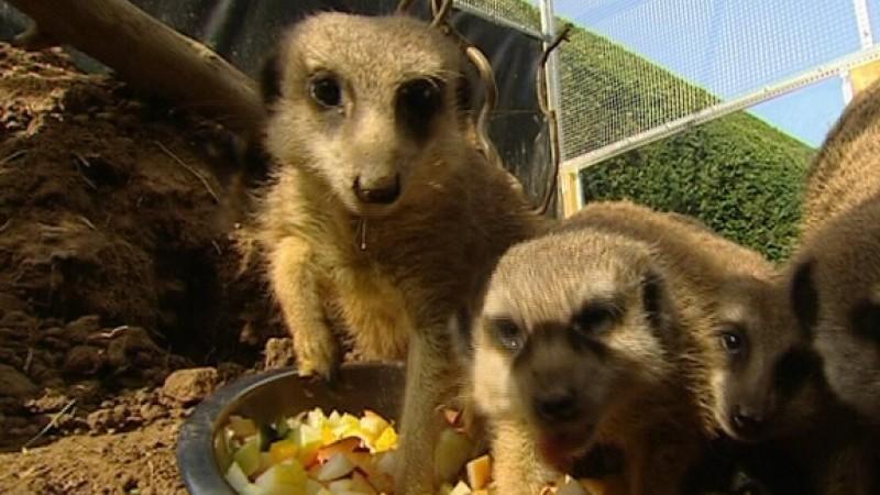Erdmännchen Erdmännchen