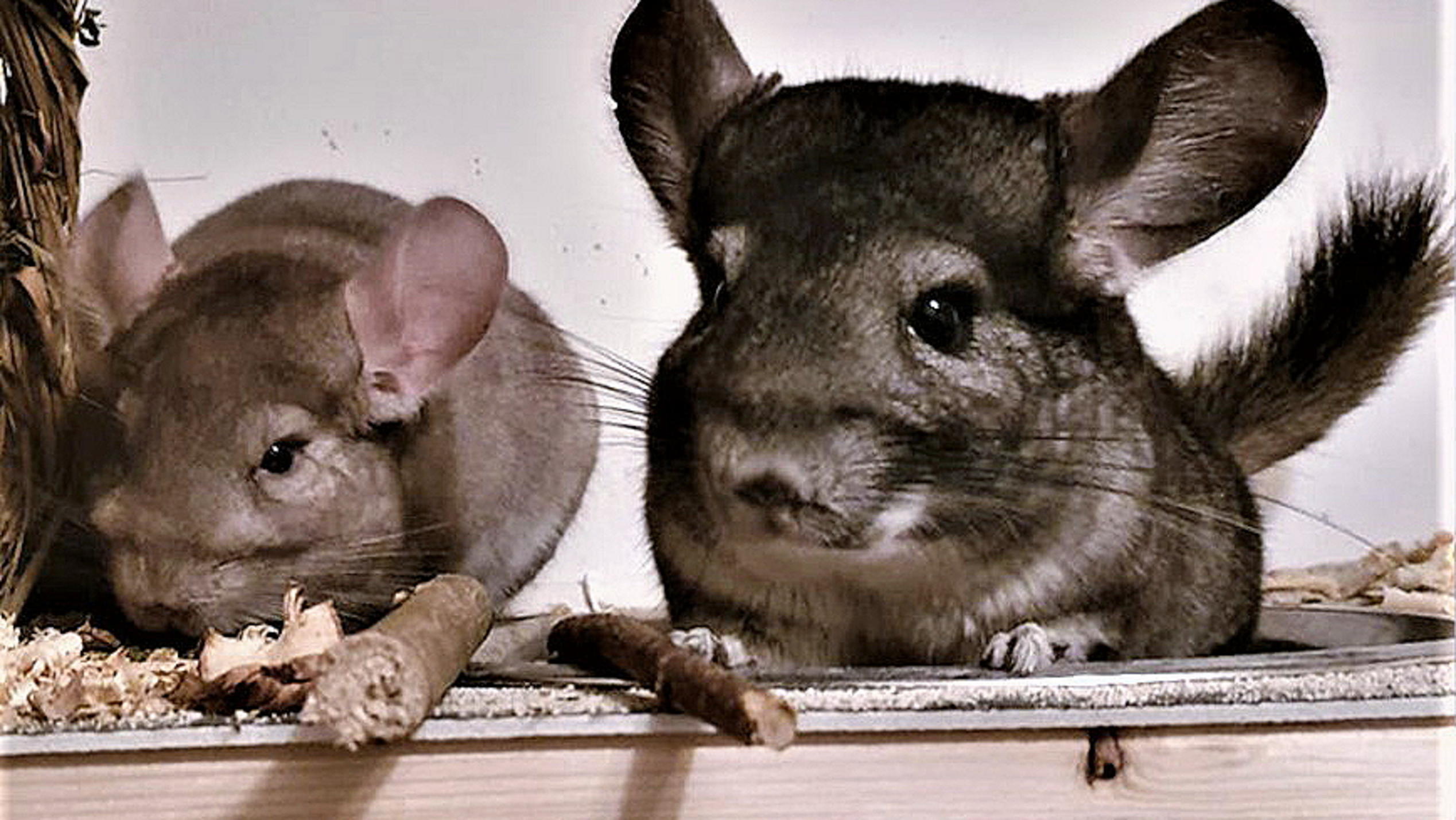 hundkatzemaus: Vermittlung der geretteten Chinchillas hundkatzemaus: Chinchillas aus der Tierrettung