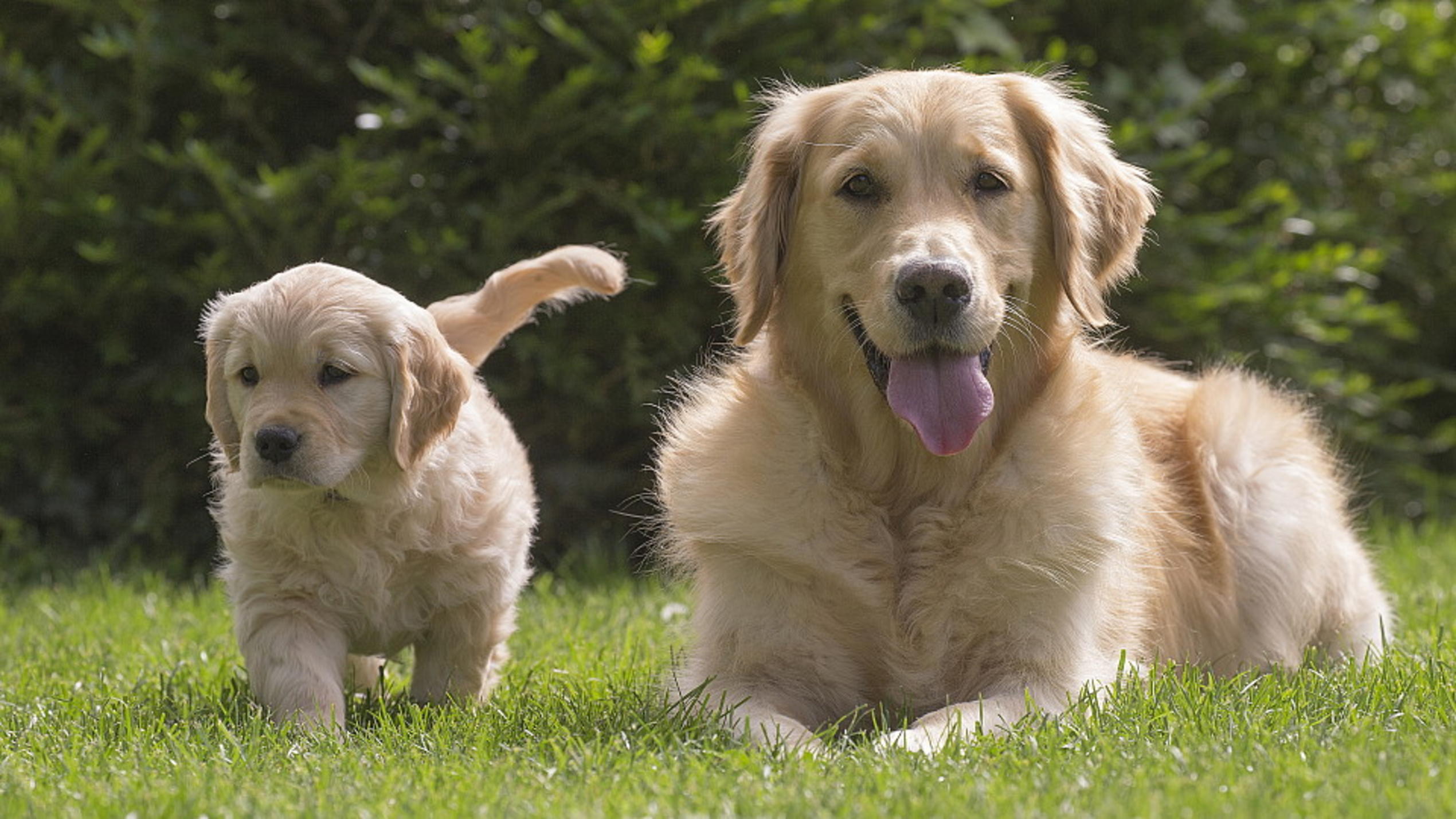 Hundeintelligenz: Das sind die fünf klügsten und die fünf dümmsten Hunderassen Golden Retriever sind tolle Schnüffler.