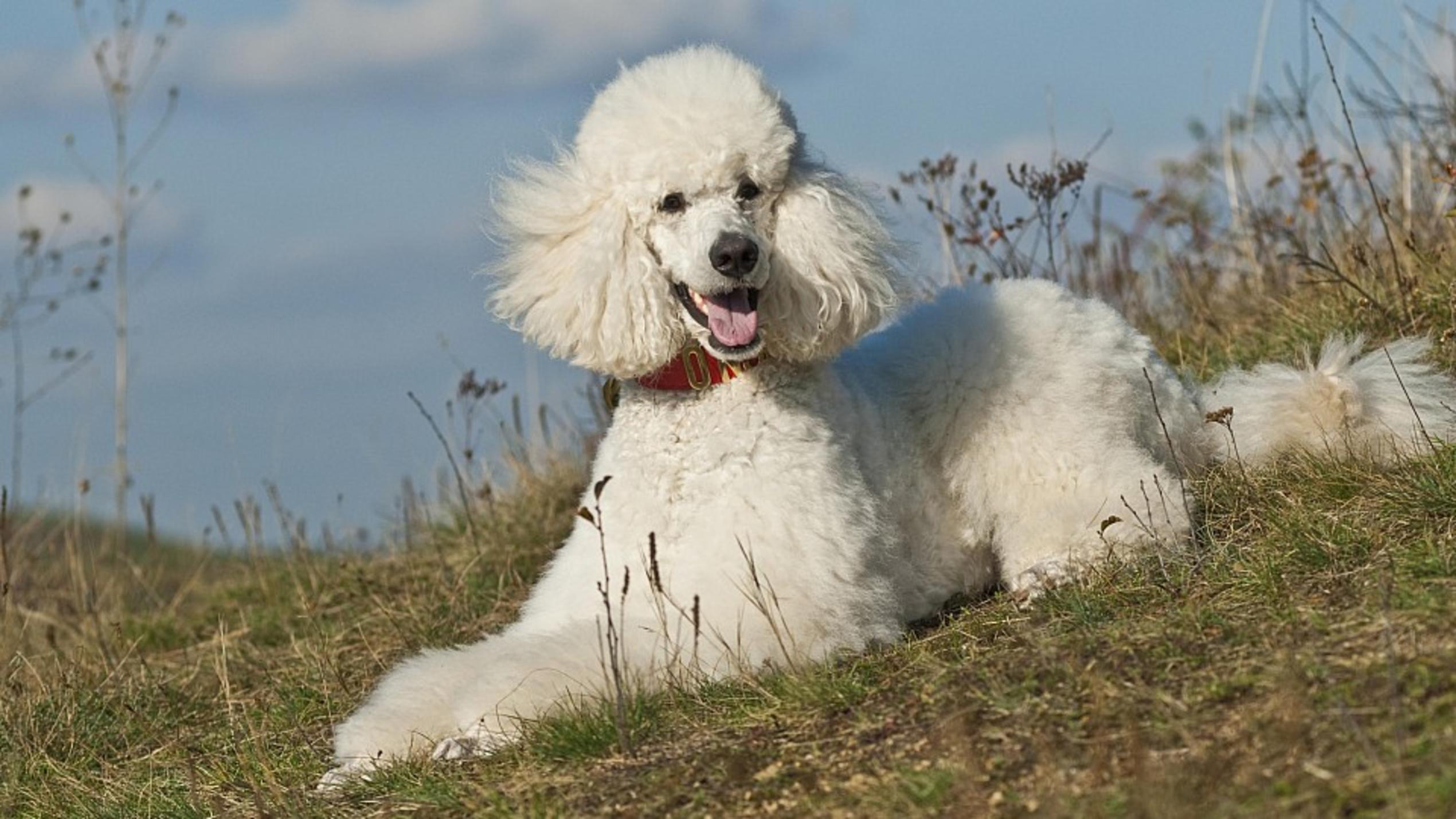 Hundeintelligenz: Das sind die fünf klügsten und die fünf dümmsten Hunderassen Pudel zeichnen sich durch hohe Lern- und Dressurfähigkeit aus.