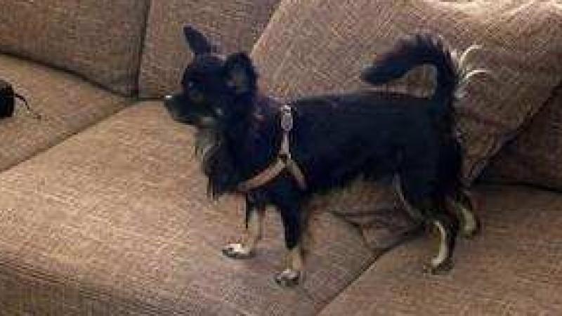 Analyse und Training Chihuahua Luke