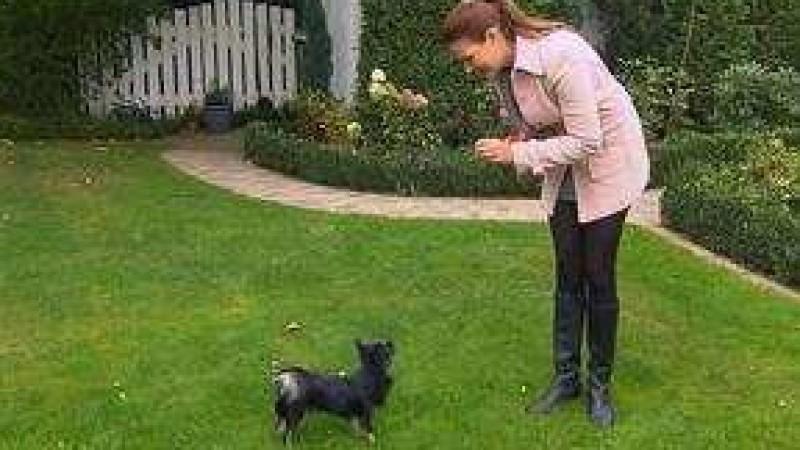 Analyse und Training Chihuahua Luke