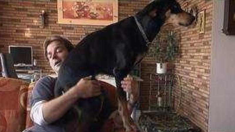Analyse und Training Dobermann-Mix