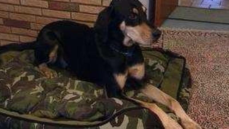 Analyse und Training Dobermann-Mix